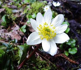 Alpine White Marsh-Marigold
