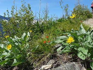 Balsamroot and Indian Paintbrush and Lupine
