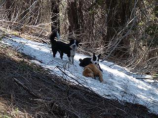 Dogs finding the first patch of snow and doing cute "dog rolls"