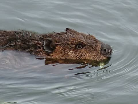Beaver, 5.15.10.