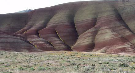 The Painted Hills Unit of John Day Fossil Beds.  Golden Bee Plant lines the gullies of this clay formation in the spring.