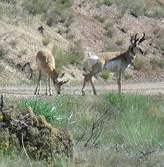 A pair of curious antelope greeted us on the access road to the Painted Hills.