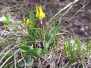 Glacier Lilies on the N. Fork John Day River Trail