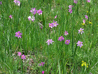 One of the first spring wildflowers to bloom after snow melt, Blue-Eyed Grass favors damp meadows.