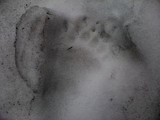 Bear Track in the snow below Mount Josephine Summit