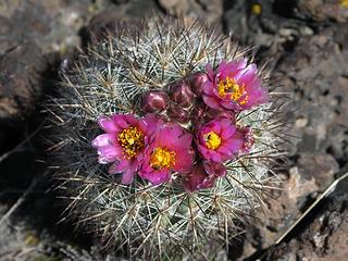 One of many blooming hedge hog cactus along the upper ridge leading to Cape Horn