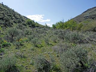 Looking up the Tarpiscan Creek Canyon