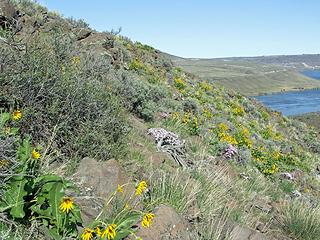 Climbing up through the desert wildflowers after fording the N and S forks of Tarpiscan Creek