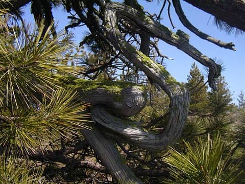 Curvy ponderosa branch