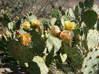 Prickly Pear cactus blooms