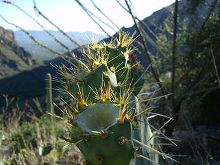 Prickly pear spines