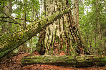 Lynn Headwaters Regional Park, North Vancouver, British Columbia Portfolio: <a href="http://www.lucascometto.com" target="_blank">www.lucascometto.com</a>