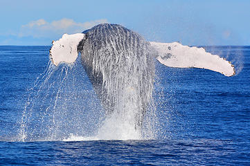 Humpback whale off Na Pali