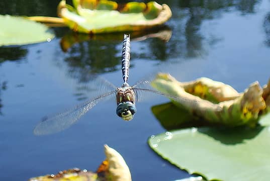 Out canoeing when a couple of dragonflies started playing tag.  Snapped a bunch with the P&S and got lucky.