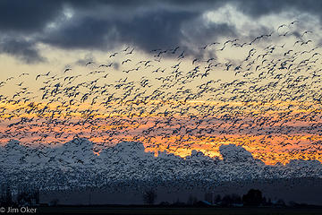 Snow Geese Sunset (1 of 1)