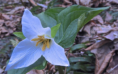 My first trillium of the year