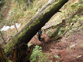 The duck-under-the-fallen-big-tree landmark (about 3/4 of the way up to the NW ridge)
