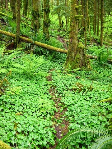 carpet of Lily of the Valley on the forest floor