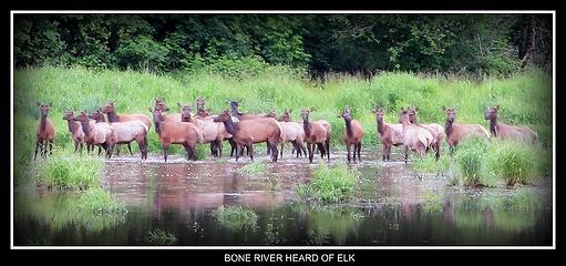 Herd Of Elk Cooling Off