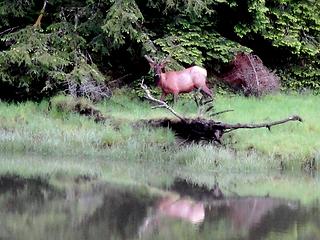 Bull Elk feeding next to the water