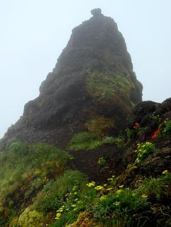 Rocks And Flowers In The Fog