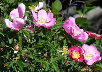 These fragrant roses fill the canyons of the Blue Mountains in the late spring.