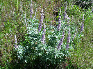 Lupinus holosriceus. This species of Lupine has soft fuzzy leaves and grows in the lower foothills of the Blues.