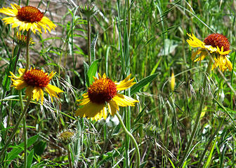 Blanket-flower - This annual loves dry meadows in Sagebrush Country.
