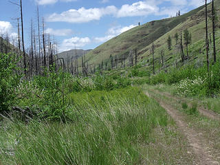 One of the areas scorched by the 2004 Schoolhouse Fire, Wooten Wildlife Area, north of Umatilla National Forest.
