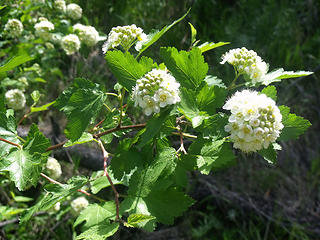 This lushy blooming shrub, Pacific ninebark grows in stream valleys of the Blue Mountains.