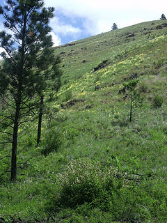 Sulphur lupine on open ridge north near Umatilla National Forest