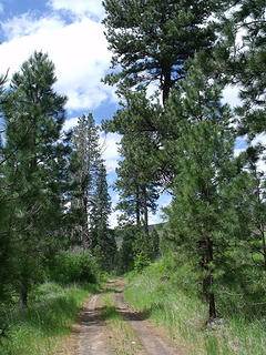 This Ponderosa pine and Douglas fir forest survived the holocaust of the 2004 Schoolhouse Fire in the Umatilla National Forest.