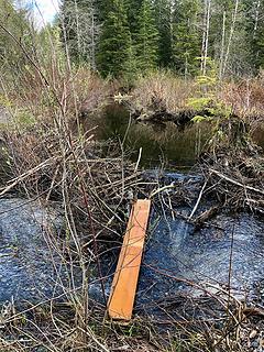 Beaver Dam crossing, Greider Lakes Trail 4/28/19