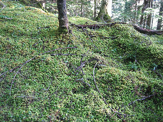 the mossy forest carpet