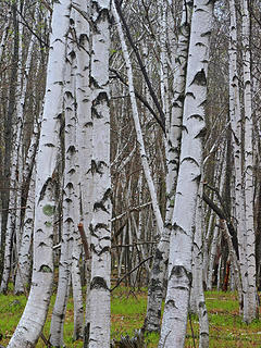11- White birch