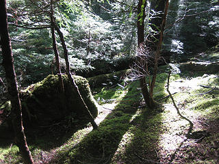 sunlit forest floor
