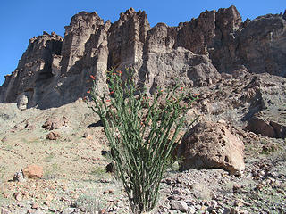 desert flora
