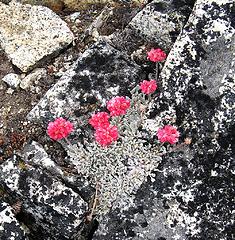 Flowers amid the rocks on Devore