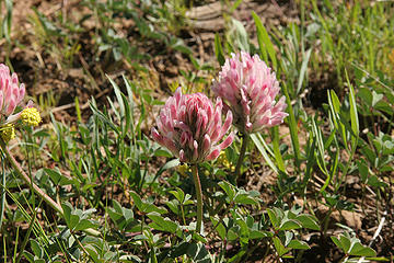 Trifolium macrocephalum - Big head clover