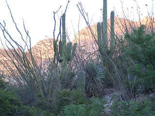 Cacti jungle