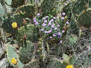 Prickly Pear and flowers