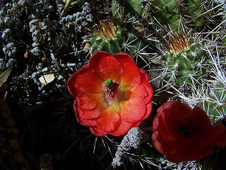Barrel Cactus blooms