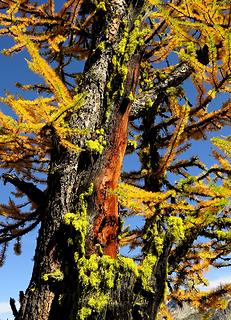 Interesting mix of colors of needs, bark, & lichens