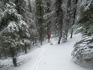 skinning up through the forest