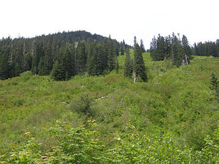 Avalanche/slide area nearing Annette Lake trail junction.