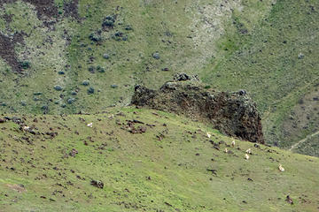 Mountain goats by a rocky point far below the trail