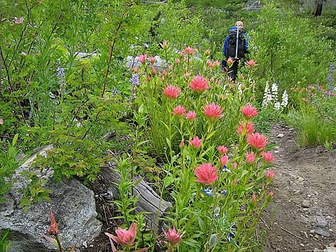 The slopes above Eight Mile lake were a blaze of color... Indian paintbrush and lupines in both purple and white