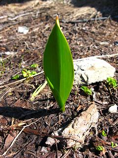 emerged Glacier Lily leaf