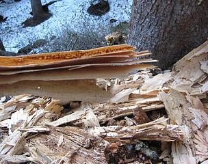 With these pieces of rotting wood, the individual tree rings could be peeled like paper.