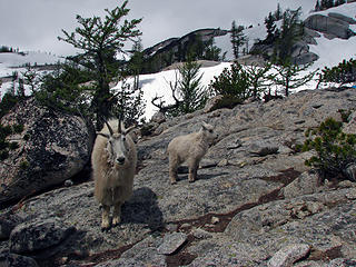 Mommy and kid goats at Lake Viviane